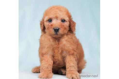 成約済の東京都のトイプードル-202088の1枚目